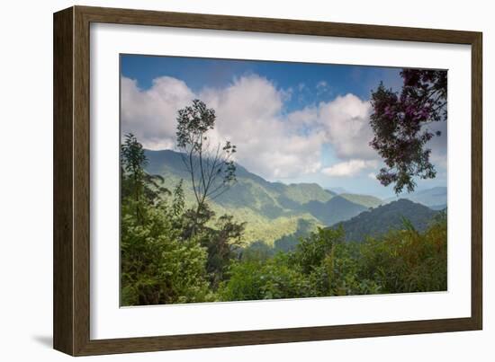 Serra Do Mar Jungle in Sao Paulo State-Alex Saberi-Framed Photographic Print