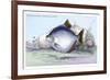 Serrasalmo Emerginatus-Robert Hermann Schomburgk-Framed Art Print