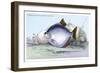 Serrasalmo Emerginatus-Robert Hermann Schomburgk-Framed Premium Giclee Print