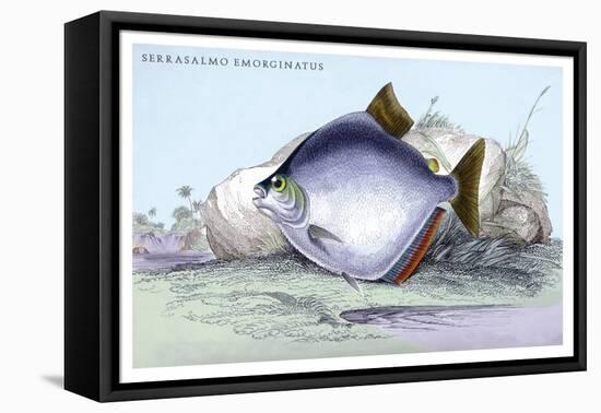 Serrasalmo Emerginatus-Robert Hermann Schomburgk-Framed Stretched Canvas