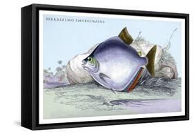 Serrasalmo Emerginatus-Robert Hermann Schomburgk-Framed Stretched Canvas