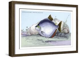 Serrasalmo Emerginatus-Robert Hermann Schomburgk-Framed Art Print