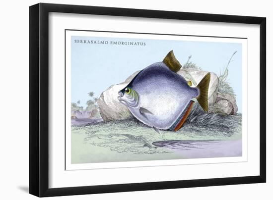 Serrasalmo Emerginatus-Robert Hermann Schomburgk-Framed Art Print