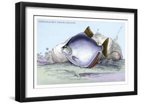 Serrasalmo Emerginatus-Robert Hermann Schomburgk-Framed Art Print