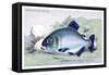 Serrasalmo Niger-Robert Hermann Schomburgk-Framed Stretched Canvas