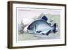 Serrasalmo Niger-Robert Hermann Schomburgk-Framed Premium Giclee Print