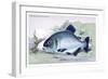 Serrasalmo Niger-Robert Hermann Schomburgk-Framed Premium Giclee Print