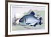 Serrasalmo Niger-Robert Hermann Schomburgk-Framed Art Print