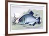 Serrasalmo Niger-Robert Hermann Schomburgk-Framed Art Print