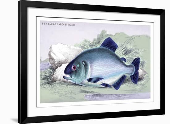 Serrasalmo Niger-Robert Hermann Schomburgk-Framed Art Print