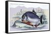 Serrasalmo Piranha-Robert Hermann Schomburgk-Framed Stretched Canvas