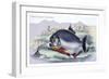 Serrasalmo Piranha-Robert Hermann Schomburgk-Framed Art Print