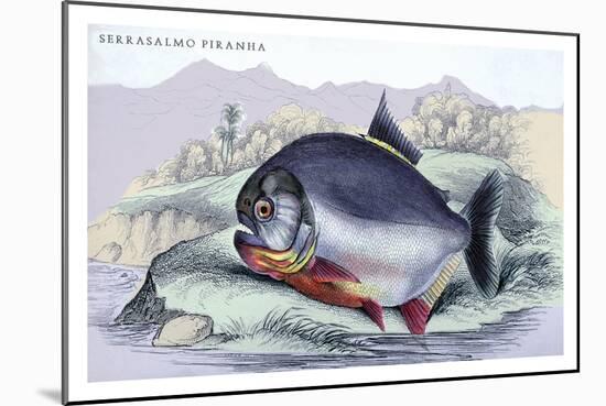 Serrasalmo Piranha-Robert Hermann Schomburgk-Mounted Art Print