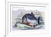 Serrasalmo Piranha-Robert Hermann Schomburgk-Framed Art Print