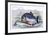 Serrasalmo Piranha-Robert Hermann Schomburgk-Framed Art Print
