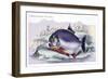 Serrasalmo Piranha-Robert Hermann Schomburgk-Framed Premium Giclee Print