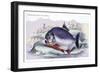 Serrasalmo Piranha-Robert Hermann Schomburgk-Framed Premium Giclee Print