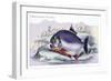 Serrasalmo Piranha-Robert Hermann Schomburgk-Framed Premium Giclee Print