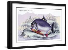 Serrasalmo Piranha-Robert Hermann Schomburgk-Framed Art Print