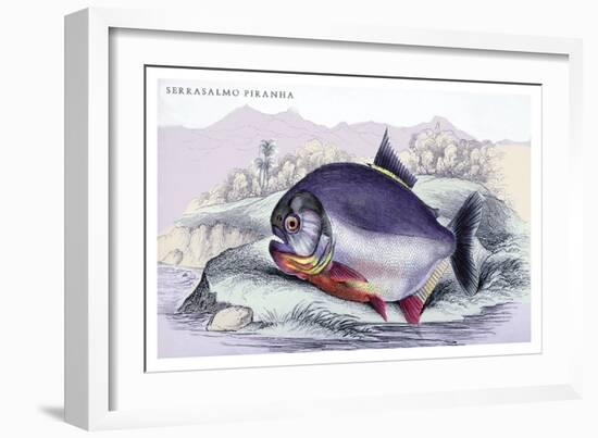 Serrasalmo Piranha-Robert Hermann Schomburgk-Framed Art Print