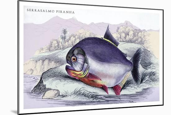 Serrasalmo Piranha-Robert Hermann Schomburgk-Mounted Art Print