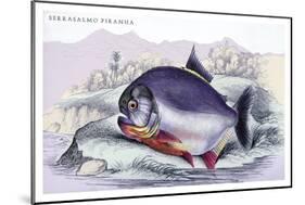 Serrasalmo Piranha-Robert Hermann Schomburgk-Mounted Art Print