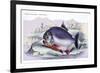 Serrasalmo Piranha-Robert Hermann Schomburgk-Framed Art Print