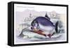 Serrasalmo Piranha-Robert Hermann Schomburgk-Framed Stretched Canvas