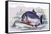 Serrasalmo Piranha-Robert Hermann Schomburgk-Framed Stretched Canvas