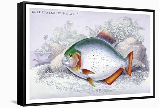 Serrasalmo Punctatus-Robert Hermann Schomburgk-Framed Stretched Canvas