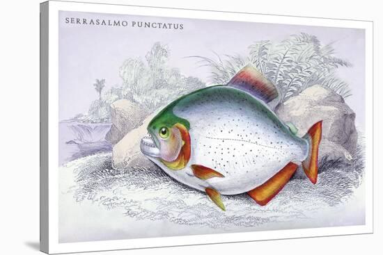 Serrasalmo Punctatus-Robert Hermann Schomburgk-Stretched Canvas