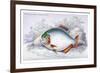 Serrasalmo Punctatus-Robert Hermann Schomburgk-Framed Art Print