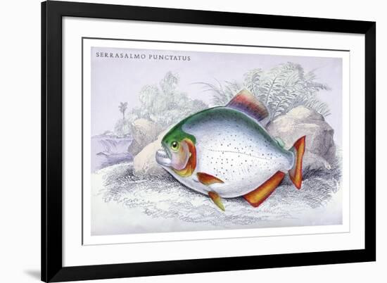 Serrasalmo Punctatus-Robert Hermann Schomburgk-Framed Art Print