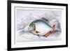 Serrasalmo Punctatus-Robert Hermann Schomburgk-Framed Art Print