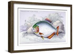 Serrasalmo Punctatus-Robert Hermann Schomburgk-Framed Art Print