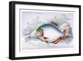 Serrasalmo Punctatus-Robert Hermann Schomburgk-Framed Art Print