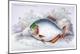 Serrasalmo Punctatus-Robert Hermann Schomburgk-Mounted Art Print