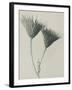 Serratula nudicaulis-Karl Blossfeldt-Framed Giclee Print