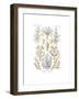 Sertulariae, 1899-1904-null-Framed Giclee Print