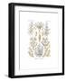 Sertulariae, 1899-1904-null-Framed Giclee Print