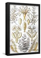 Sertulariae Nature Art Print Poster by Ernst Haeckel-null-Framed Poster