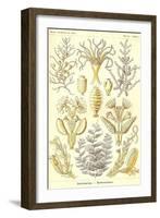 Sertulariae-Ernst Haeckel-Framed Art Print