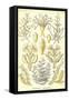Sertulariae-Ernst Haeckel-Framed Stretched Canvas