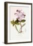 Sertum Orchidaceum-John Lindley-Framed Giclee Print