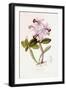 Sertum Orchidaceum-John Lindley-Framed Giclee Print