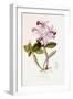 Sertum Orchidaceum-John Lindley-Framed Giclee Print