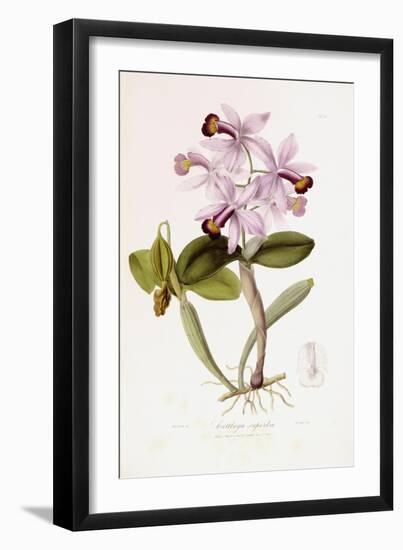 Sertum Orchidaceum-John Lindley-Framed Giclee Print