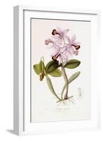 Sertum Orchidaceum-John Lindley-Framed Giclee Print