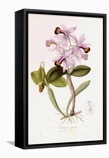 Sertum Orchidaceum-John Lindley-Framed Stretched Canvas