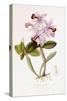 Sertum Orchidaceum-John Lindley-Stretched Canvas